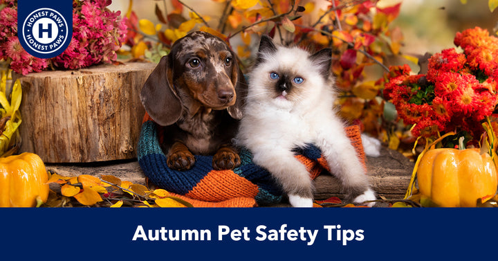 Autumn Pet Safety Tips: A Brief Guide to a Safe and Happy Season
