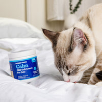 siamese cat eating a calm soft chew for cats 
