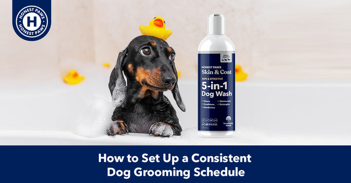 How to Set Up a Consistent Dog Grooming Schedule