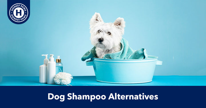 Dog Shampoo Alternatives and Bathing Solutions