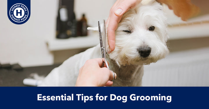 Essential Tips for Dog Grooming at Home