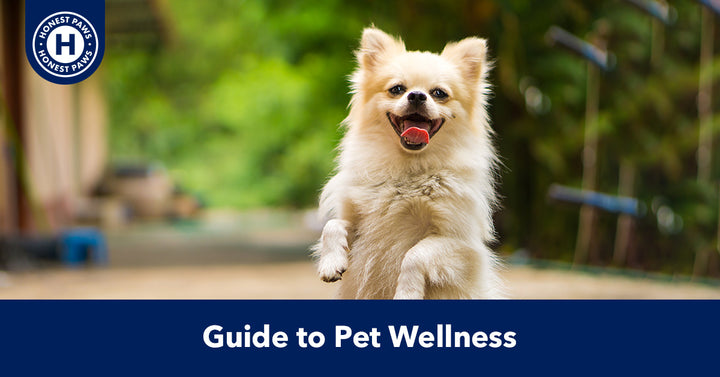 A Guide to Pet Wellness & Holistic Pet Nutrition