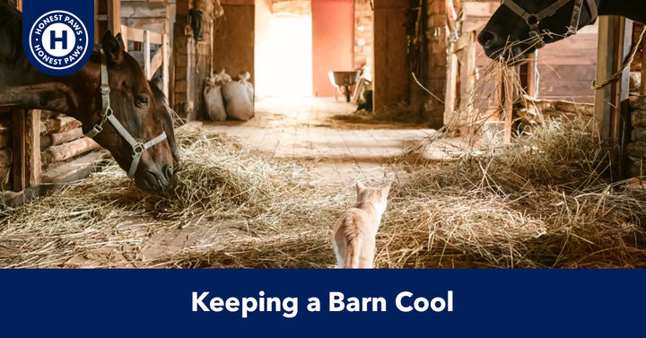 How to Keep a Barn Cool in the Heat