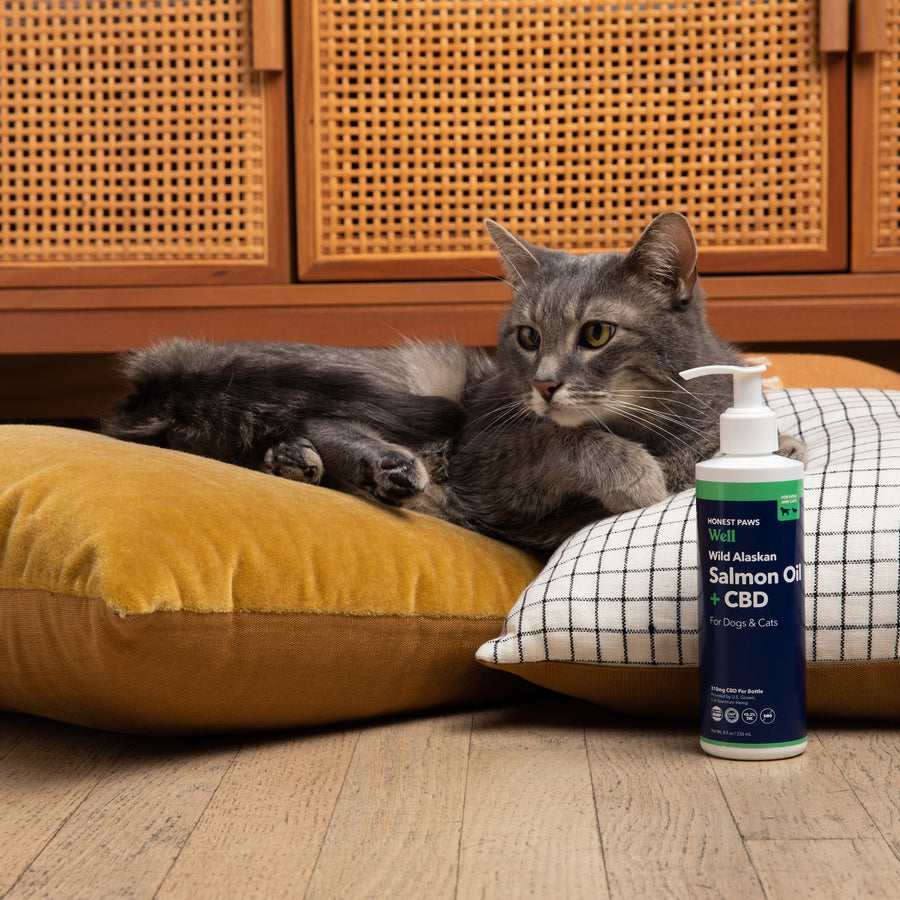 senior gray cat laying on pillows next to a bottle of salmon oil with cbd