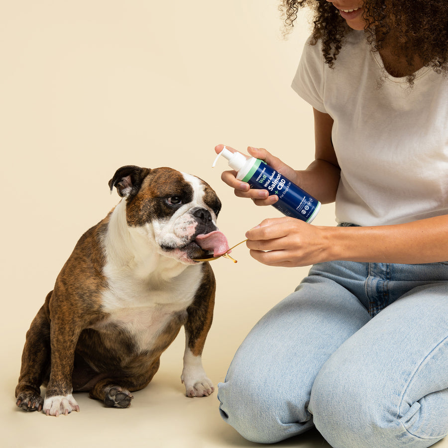 woman with brown curly hair feeding a spoonful of salmon oil with cbd to bulldog while he licks it off the spoon