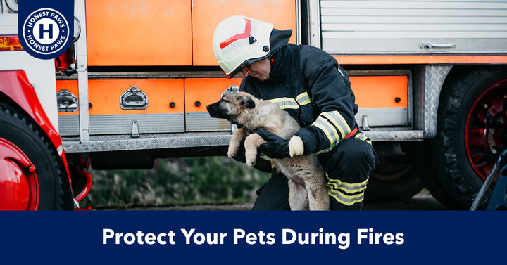 How To Protect Your Pets During Fires and Wildfires